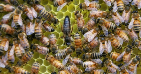 Včelí královna obklopená svým včelstvem