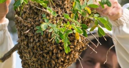 odchyt včelího roje