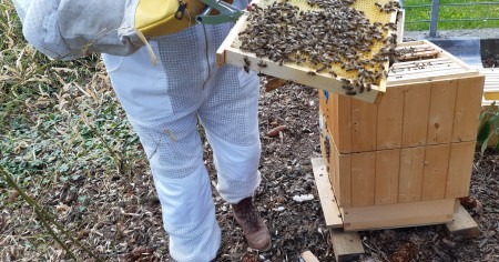 Zebrování - rámek s včelí královnou