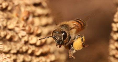 Včela Dělnice